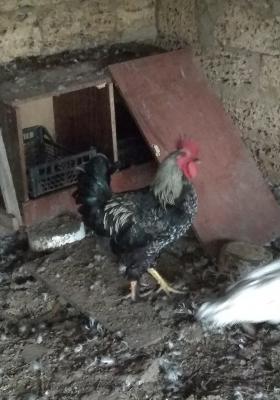 Прикрепленное изображение: IMG_20200929_103457_resize_91.jpg